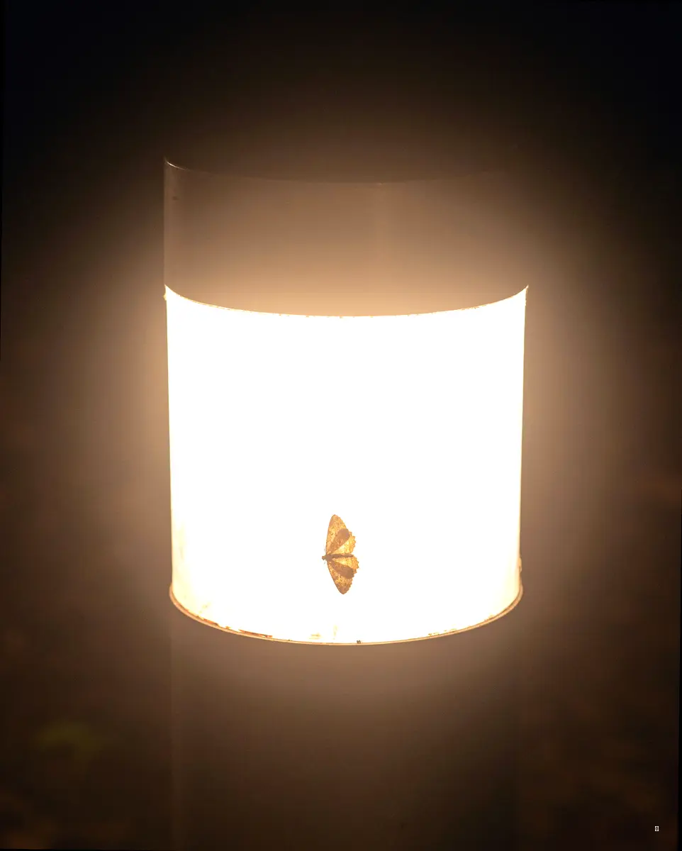 나만의 개성을 담아: 휴지심 연등 꾸미기 💡